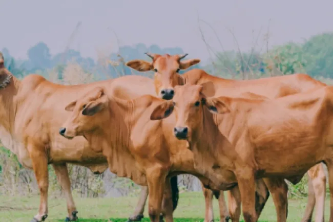 Capacitación Estratégica en Manejo de Desparasitantes: INIFAP Fortalece a Productores y Técnicos Ganaderos