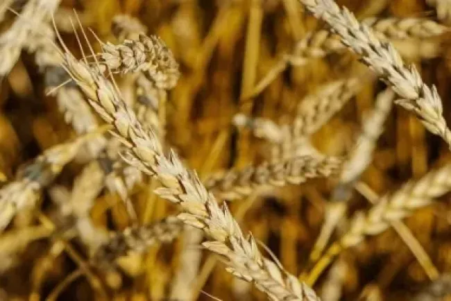 Senasica Refuerza la Protección Fitosanitaria de Cultivos y Ganadería para Garantizar la Seguridad Alimentaria en México