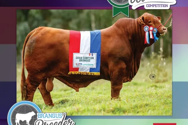 El Brangus "Supremo" de Paraguay Hace Historia en el All Breeds World Supreme 2025