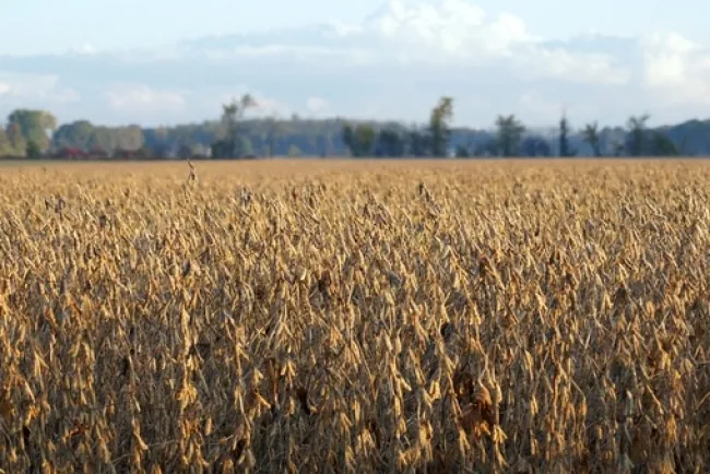 Optimismo en la Zafra Sojera 2024/25: Se Estima una Cosecha Récord de 10,7 Millones de Toneladas