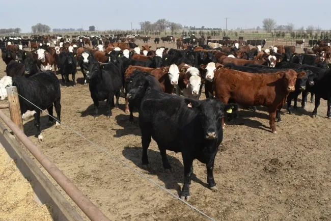 Pérdida de Vientres en 2024: Un Retroceso que Afecta el Futuro de la Ganadería
