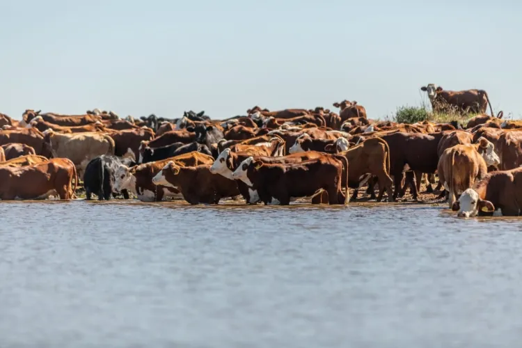 Paraguay enfrenta una caída del 7% en su stock bovino en los últimos cinco años