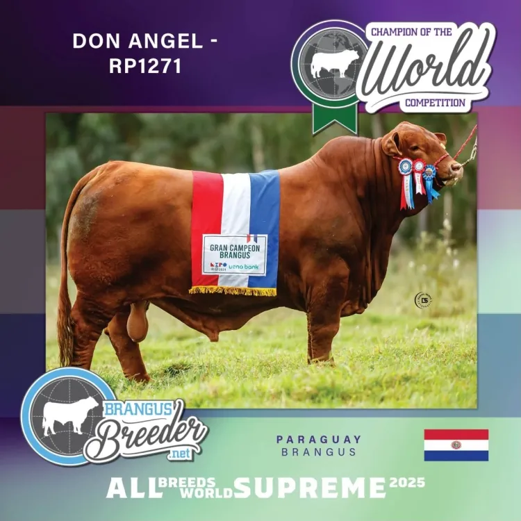 El Brangus "Supremo" de Paraguay Hace Historia en el All Breeds World Supreme 2025